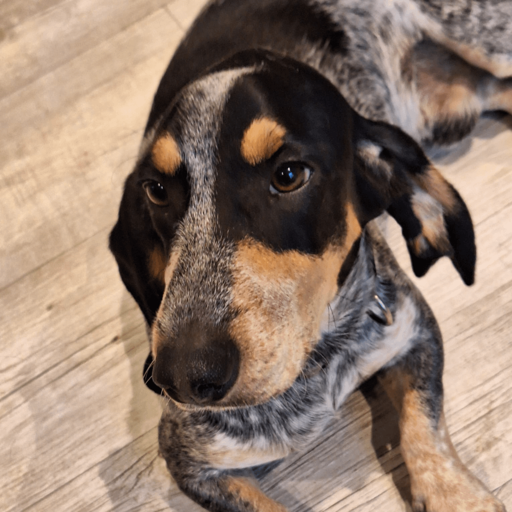 Gesunde und liebevoll aufgezogene Welpen aus verantwortungsvoller Hundezucht – Jetzt Bleu de Gascogne Welpe kaufen und einen treuen Begleiter finden!