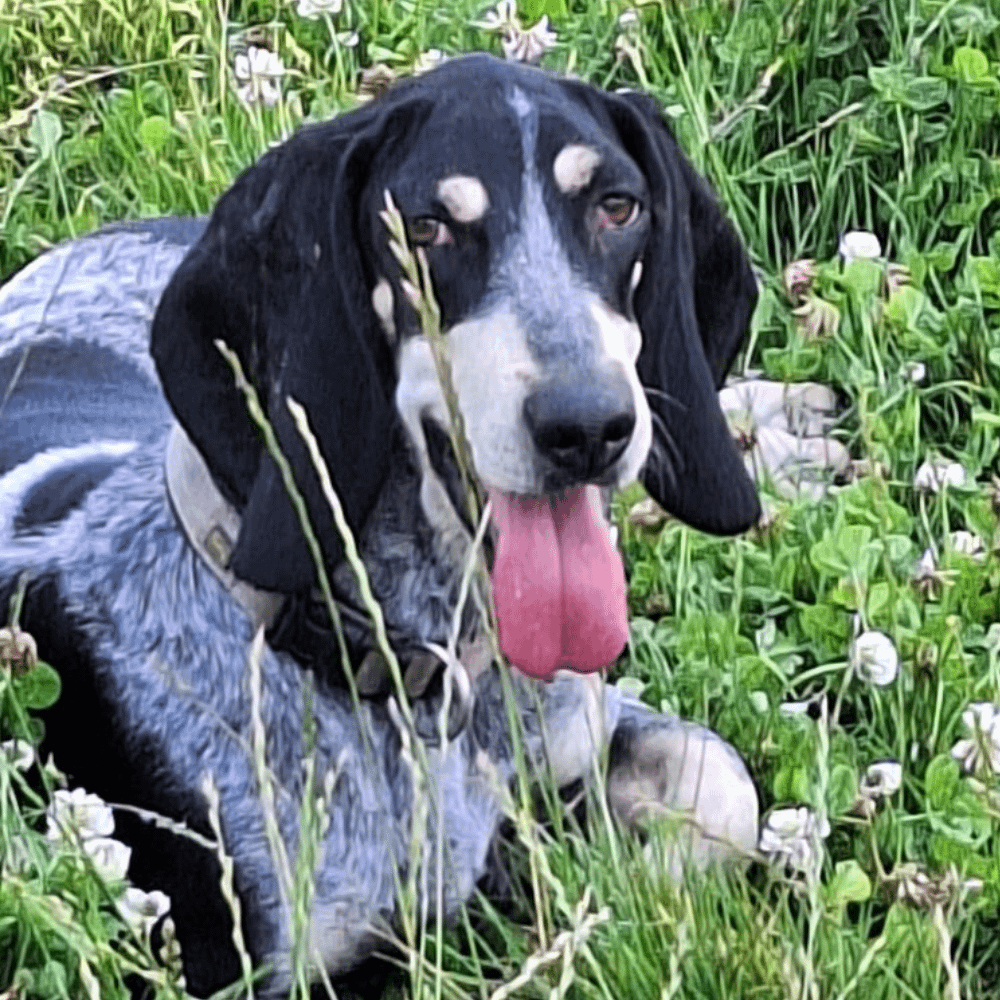 Gesunde und liebevoll aufgezogene Welpen aus verantwortungsvoller Hundezucht – Jetzt Bleu de Gascogne Welpe kaufen und einen treuen Begleiter finden!
