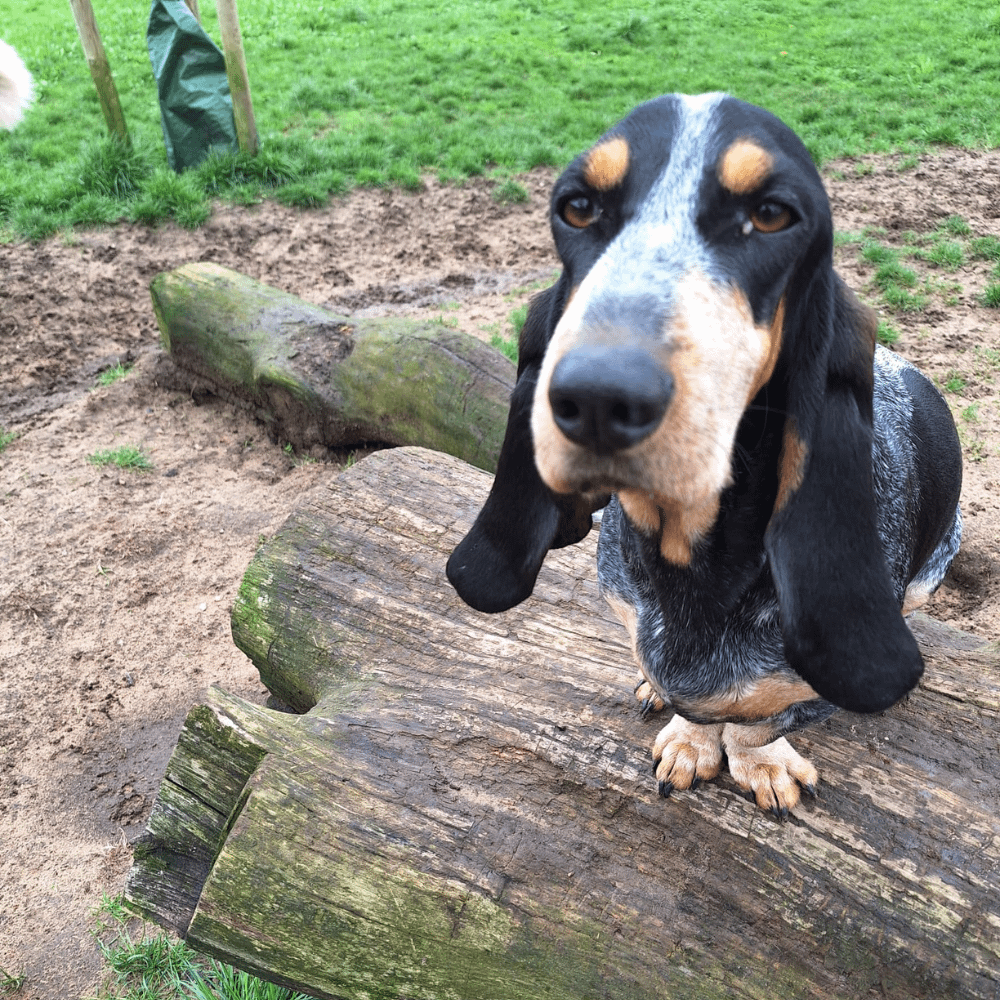 Gesunde und liebevoll aufgezogene Welpen aus verantwortungsvoller Hundezucht – Jetzt Bleu de Gascogne Welpe kaufen und einen treuen Begleiter finden!