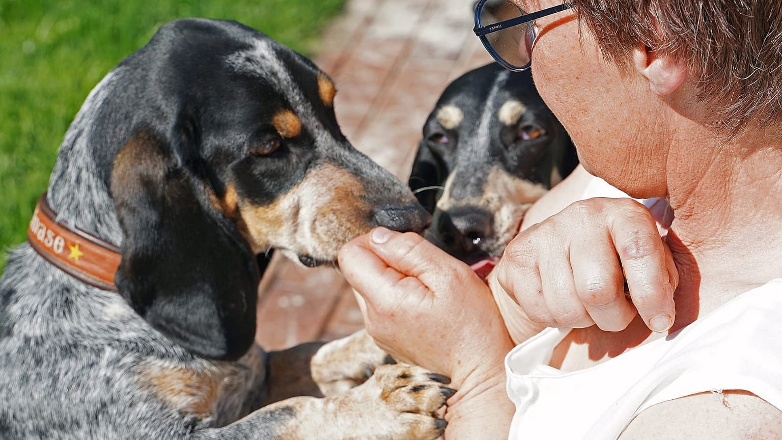 Galerie Welpen Hunde – liebevolle Hundepension Vreden Bilder mit Einblicken in unsere Zucht und den Alltag unserer Hunde.