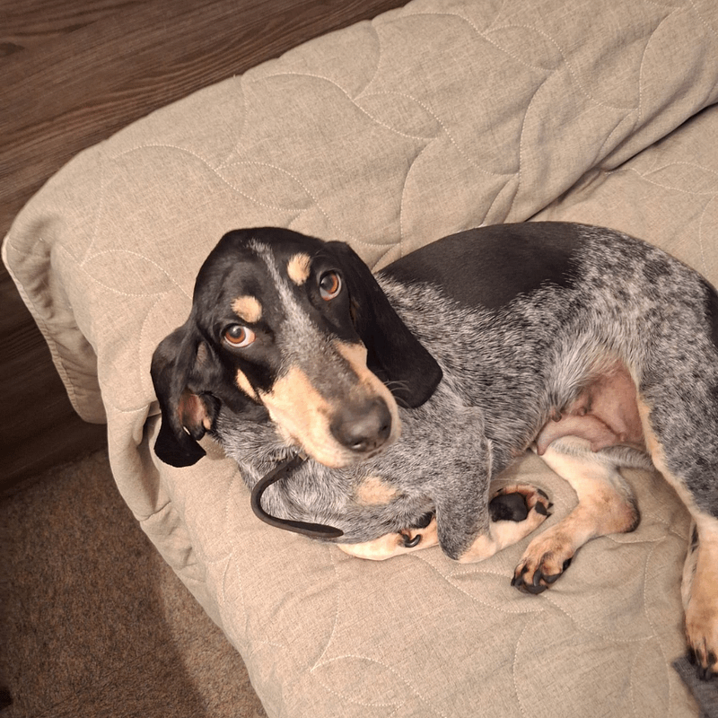Treuer Blick eines jungen Hundewelpen – perfekt für alle, die Welpen kaufen möchten