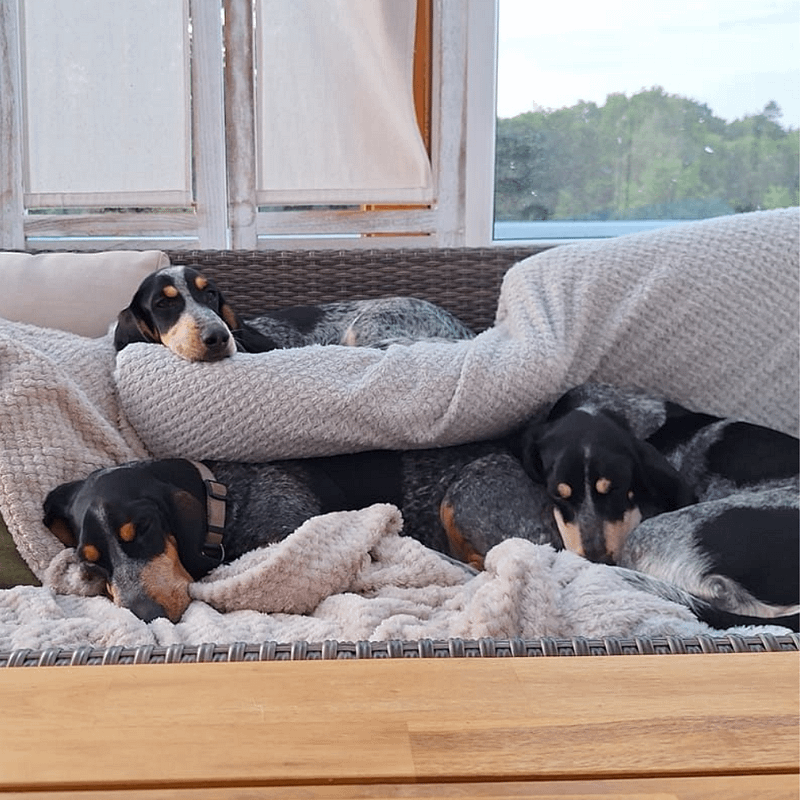 Hunde Welpen kaufen – liebevoll aufgezogene Welpen einer mittelgroßen Hunderasse mit ausgeglichenem Wesen.