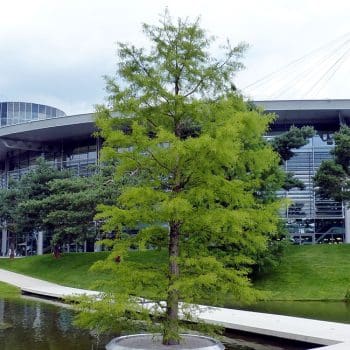 wolfsburg_neu