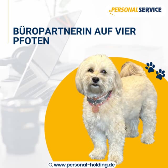Vier Pfoten, ganz viel Herz – unsere Bürobegleiterin in Bremen 🐶❤️⁠
⁠
In unserer Niederlassung PSH Bremen bekommen wir tierische Unterstützung!⁠
Unsere liebe Büropartnerin auf vier Pfoten sorgt für entspannte Stimmung, fröhliche Gesichter und den kleinen Wohlfühlmoment zwischendurch.⁠
⁠
Ob bei Meetings, Kundenterminen oder einfach zwischendurch – sie ist immer da, wenn man sie braucht. 🧡⁠
⁠
#Bürohund #PSHBremen #TierischerSupport #JobsMitHerz #FeelgoodDog #PersonalService #TeamBremen #WirLiebenHunde